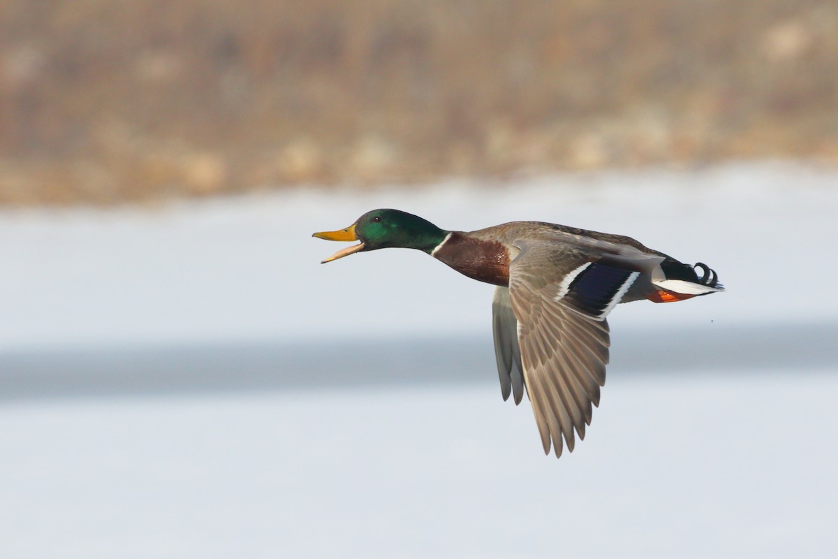 Mallard - ML615162356