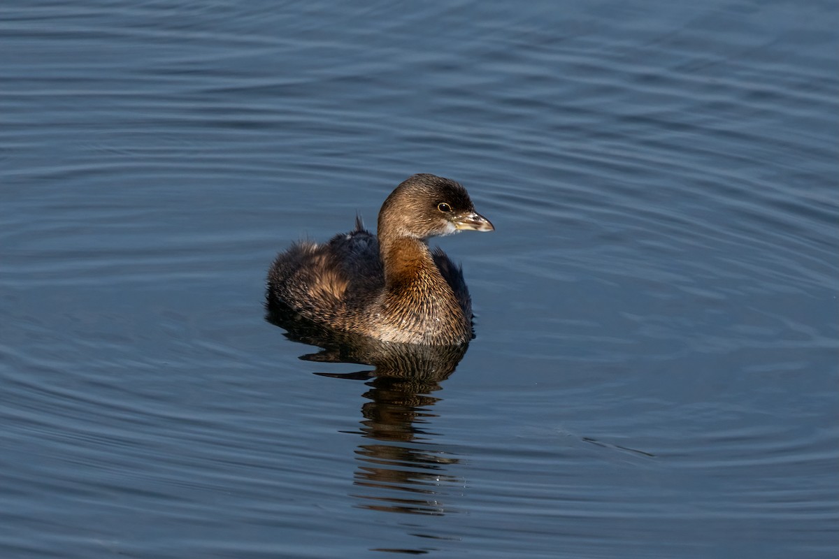 Pied-billed Grebe - ML615162376