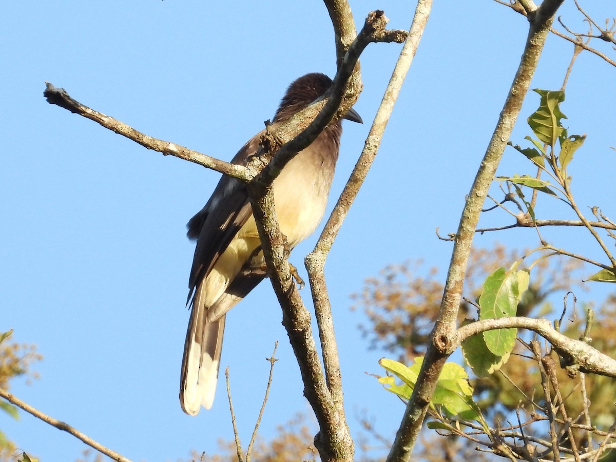 Brown Jay - ML615162465