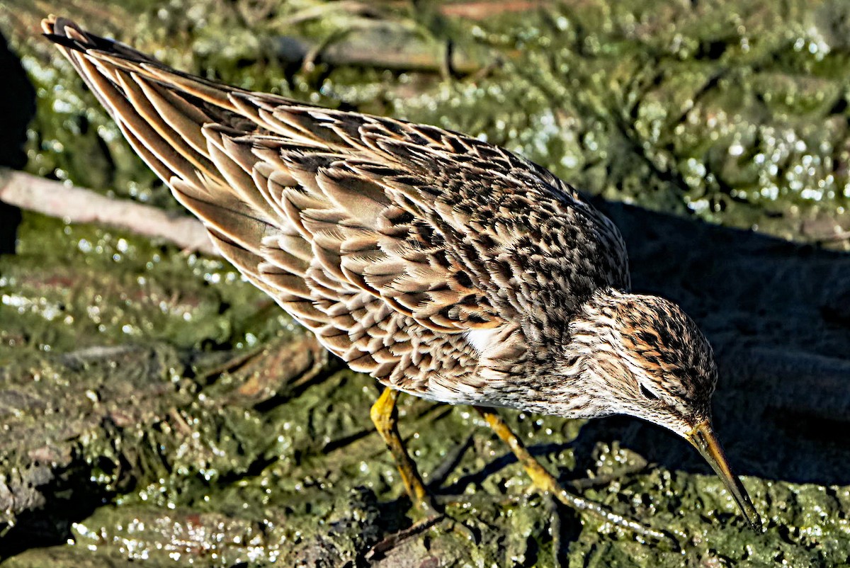 Bécasseau à poitrine cendrée - ML615162636