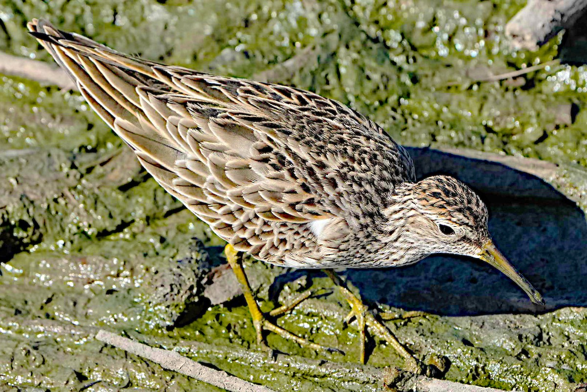 Bécasseau à poitrine cendrée - ML615162637