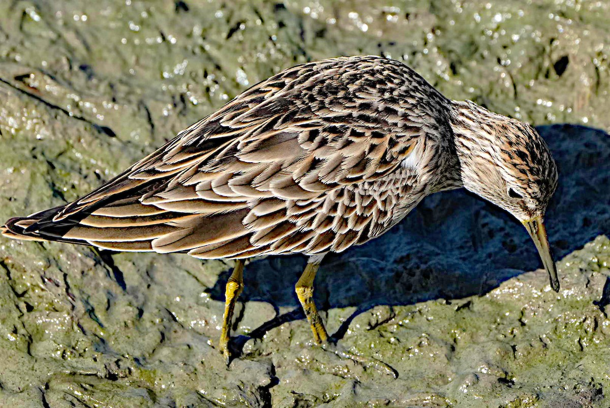 Pectoral Sandpiper - ML615162639