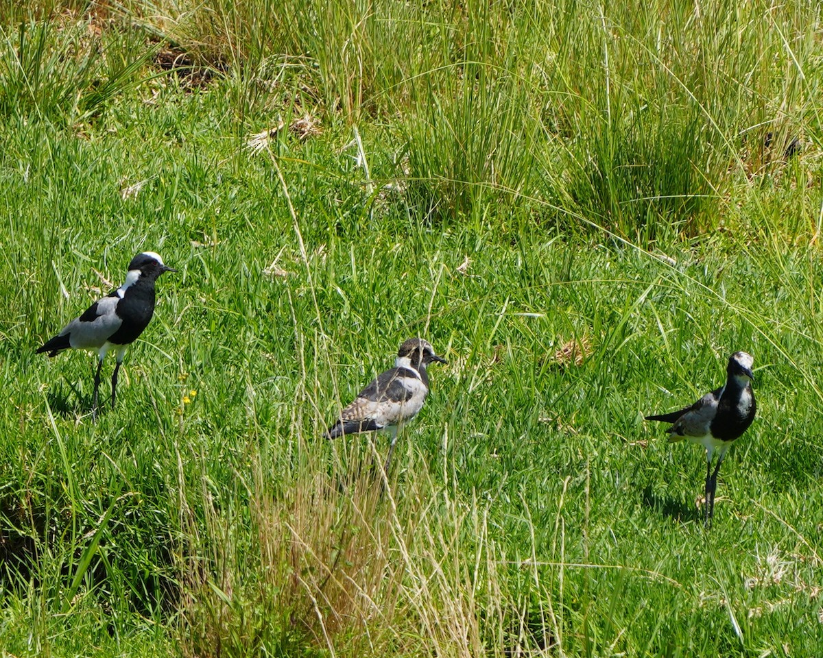 Blacksmith Lapwing - Gloria Markiewicz