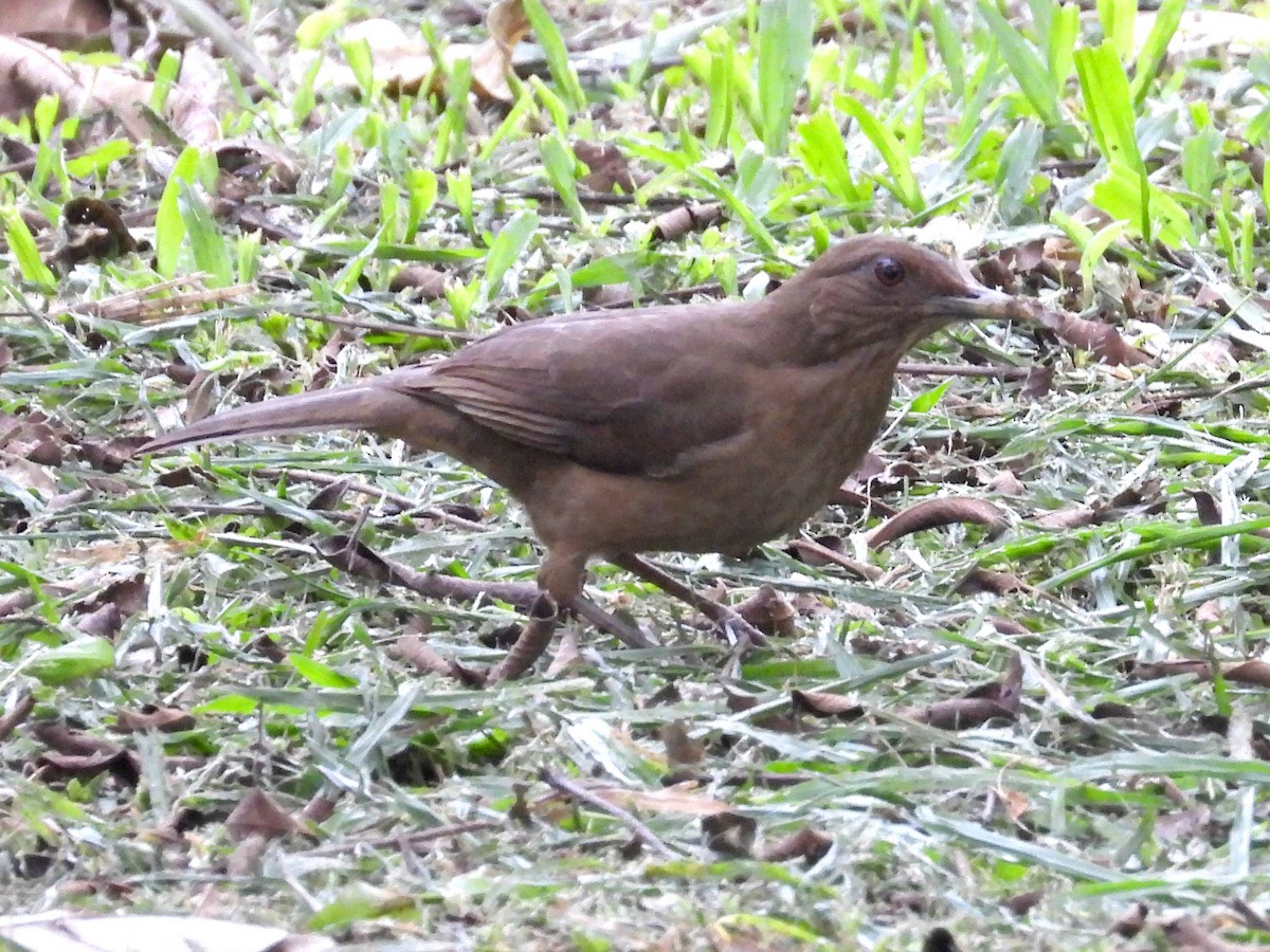 Clay-colored Thrush - Ted Hogg