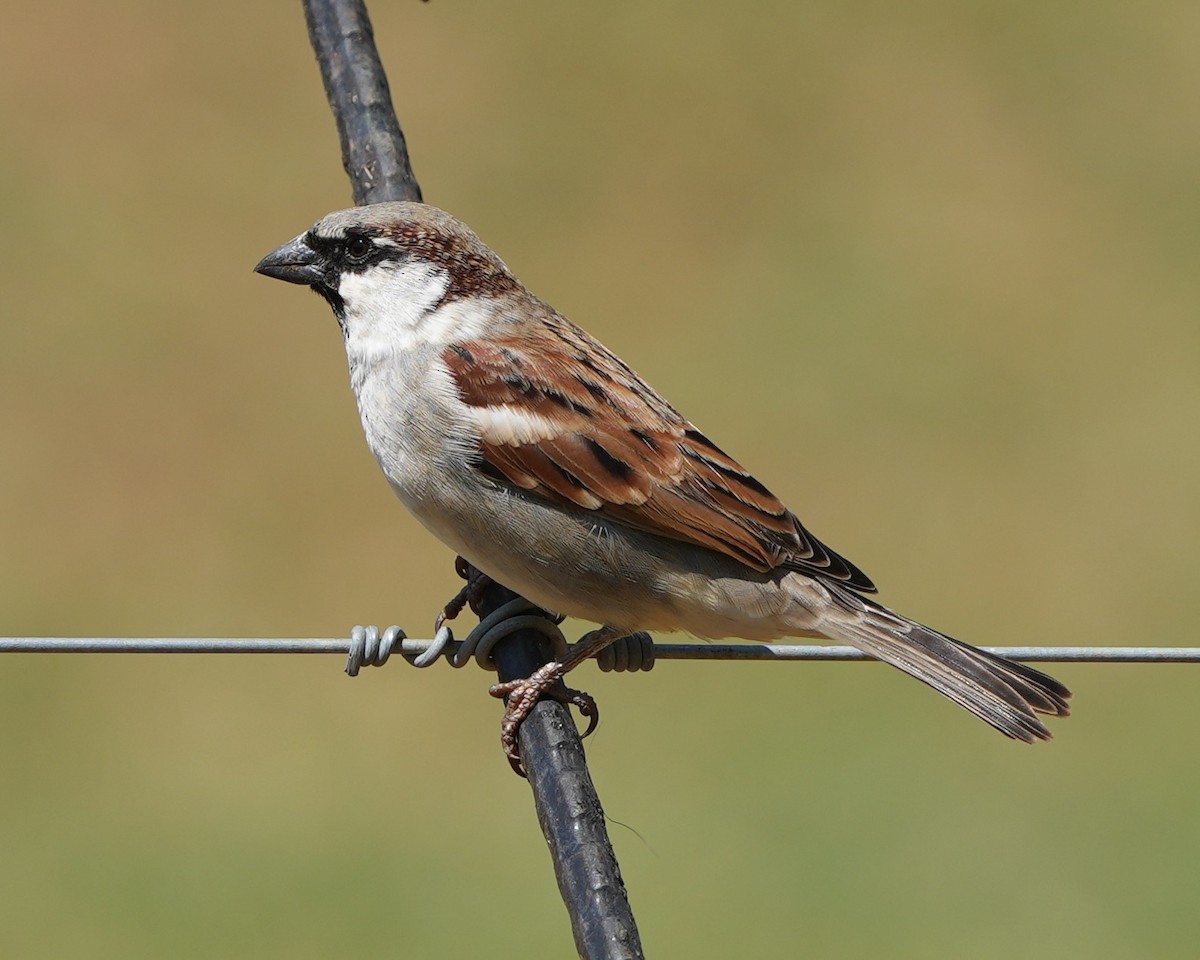 Moineau domestique - ML615162761