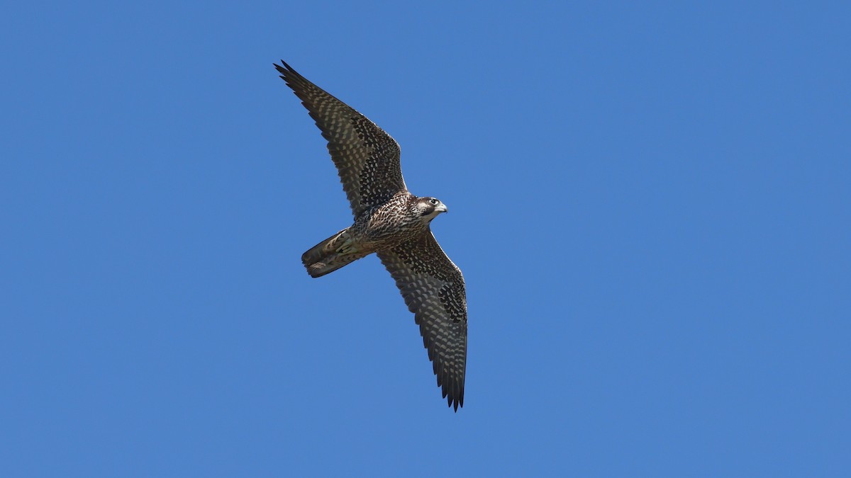 Peregrine Falcon - Alistair Skinner