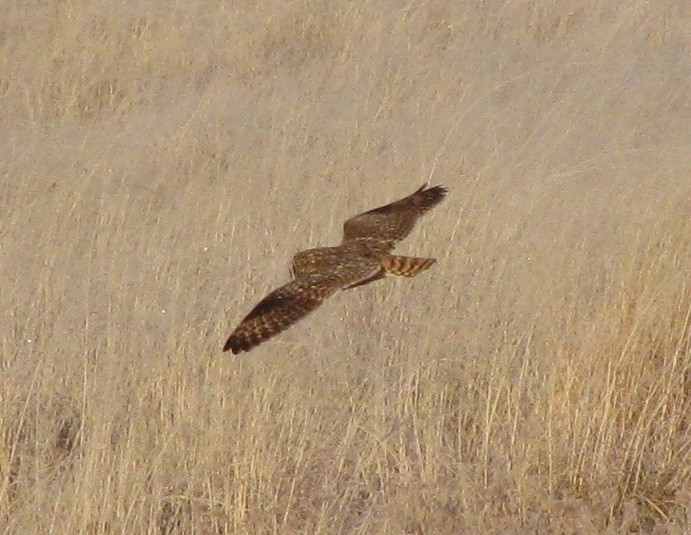 Short-eared Owl - ML615162782