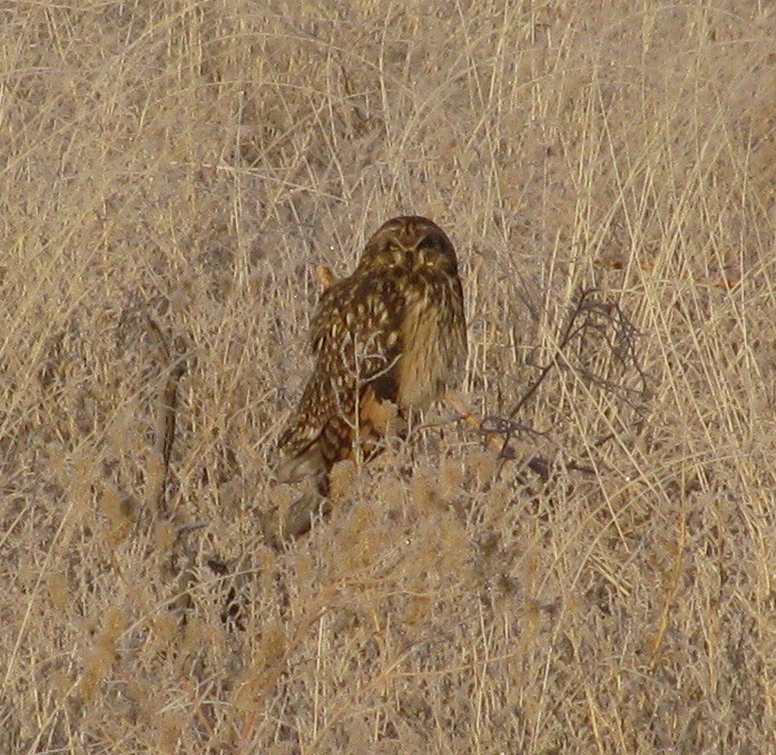 Short-eared Owl - ML615162783