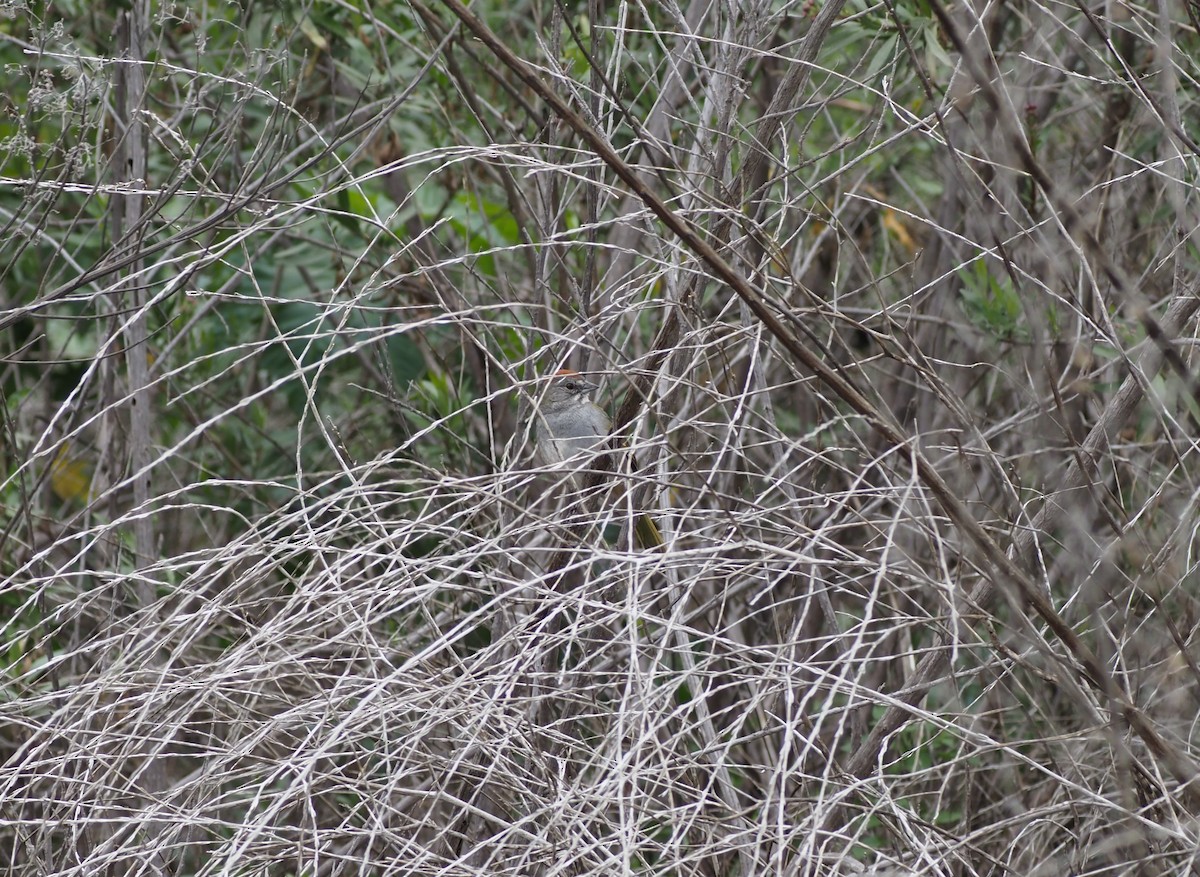 Green-tailed Towhee - ML615162841