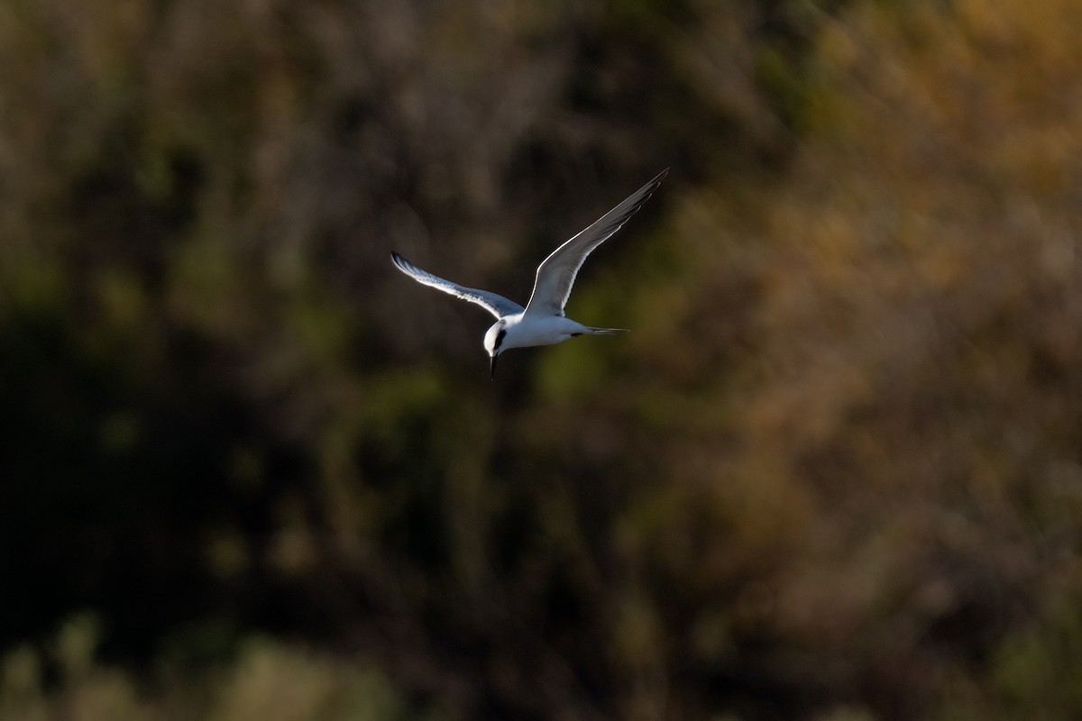 Forster's Tern - ML615162847