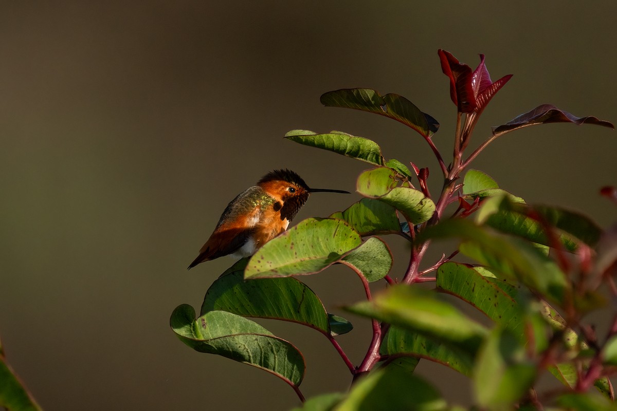 Colibrí de Allen - ML615162854