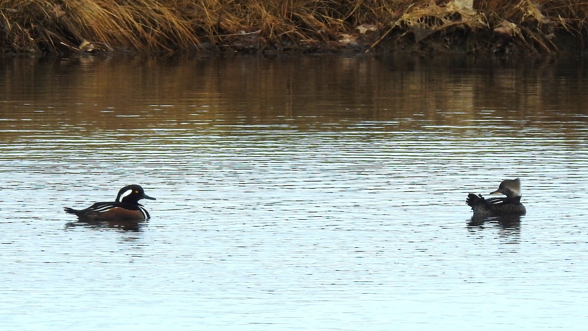 Hooded Merganser - ML615162886