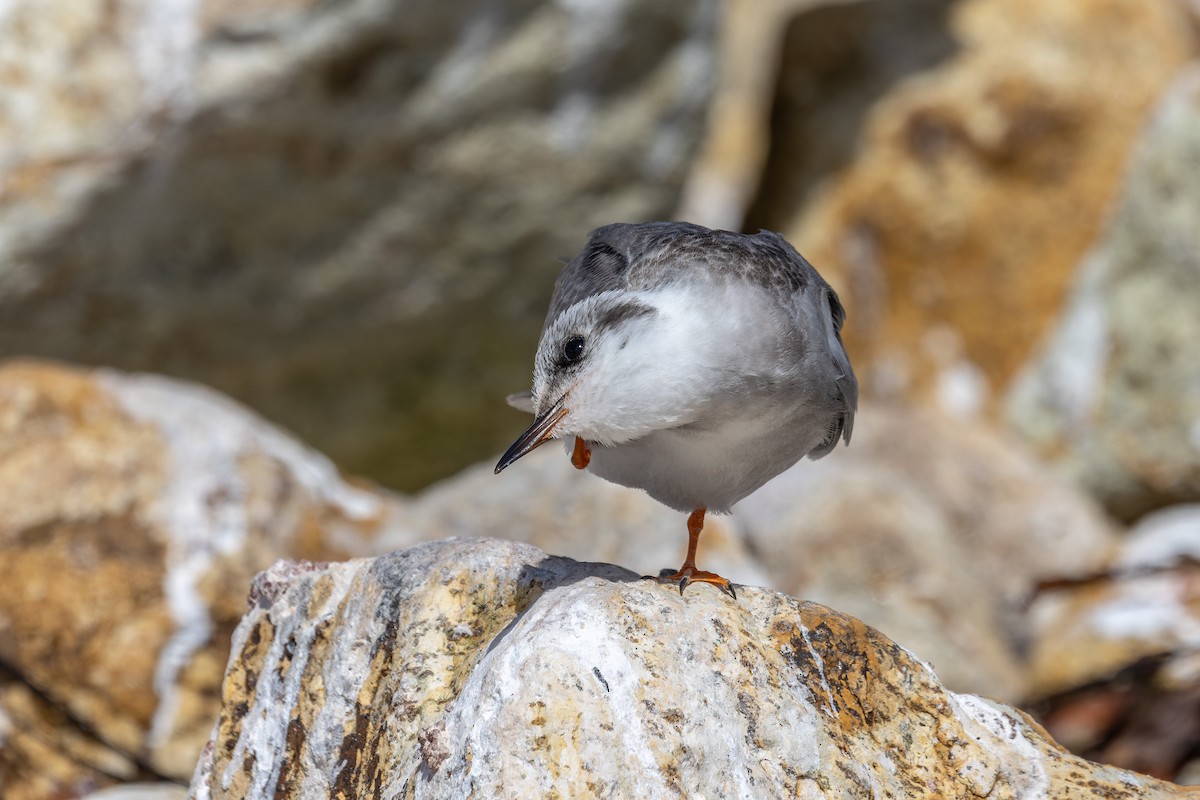 Black-fronted Tern - Sila Viriyautsahakul