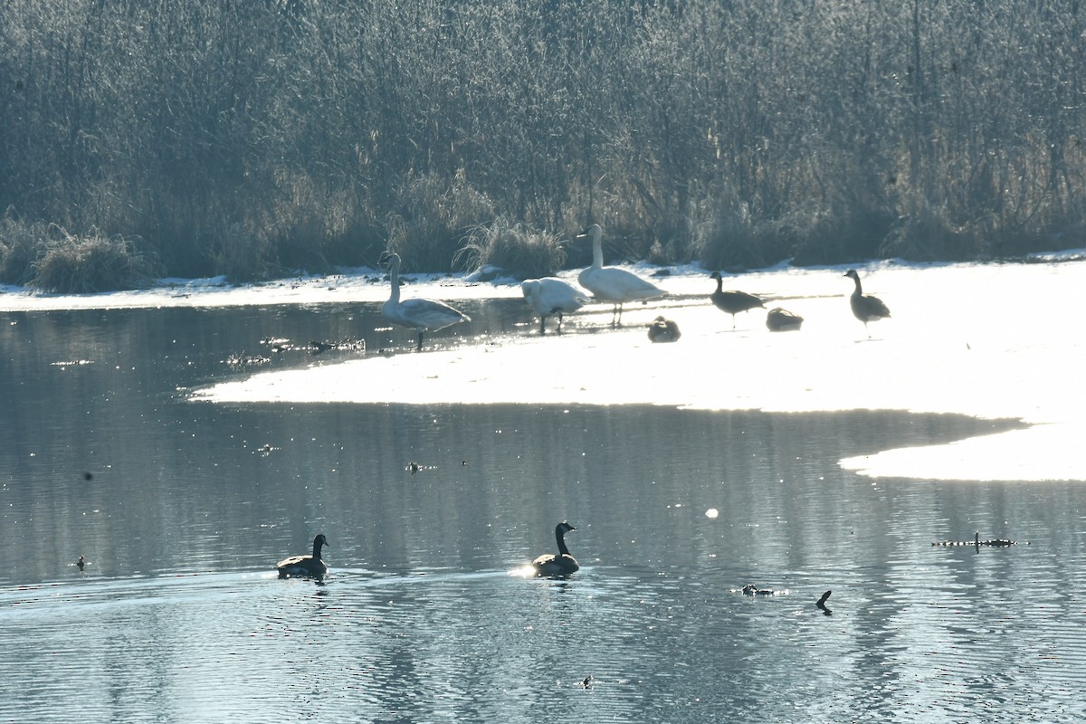 Branta kanadar handia - ML615162918