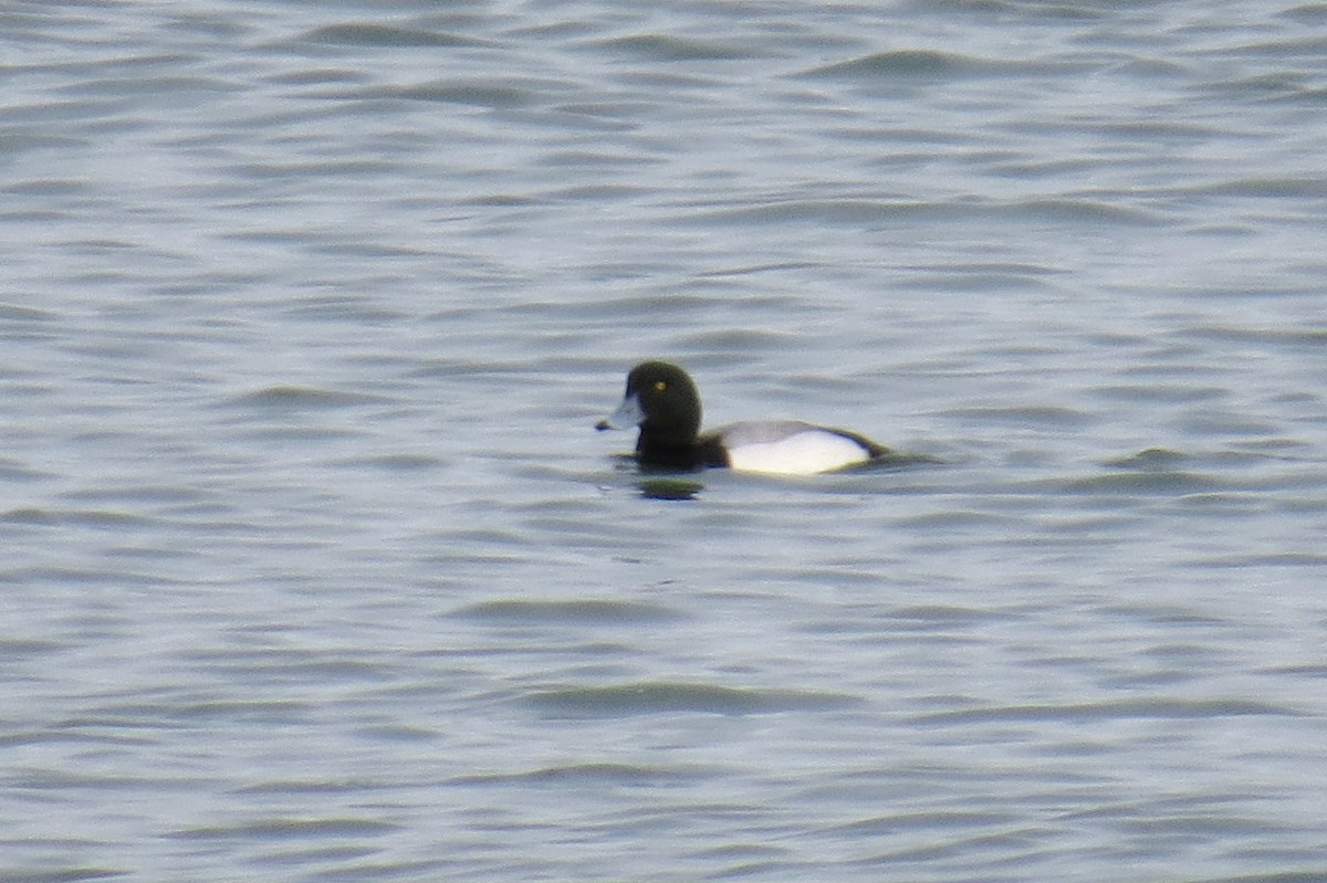 Greater Scaup - ML615162921