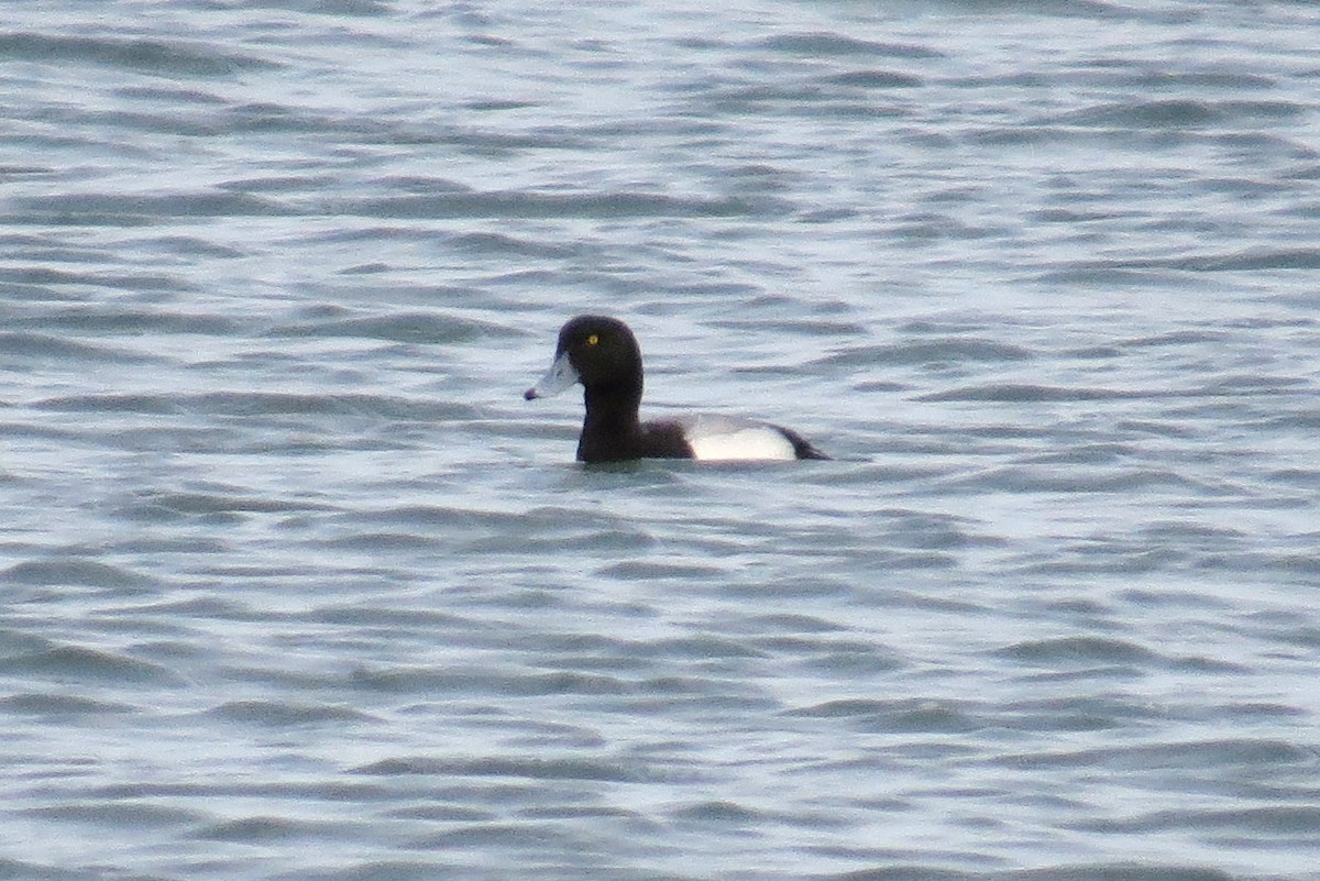 Greater Scaup - ML615162922
