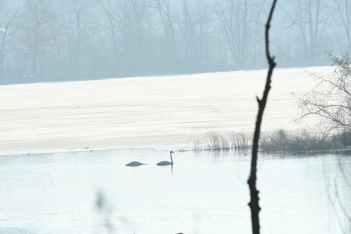 Beltxarga tronpetaria - ML615162953