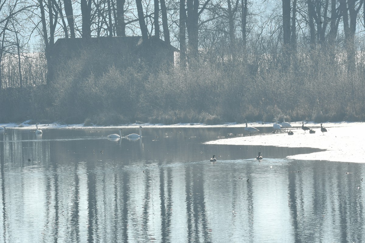 Beltxarga tronpetaria - ML615162954