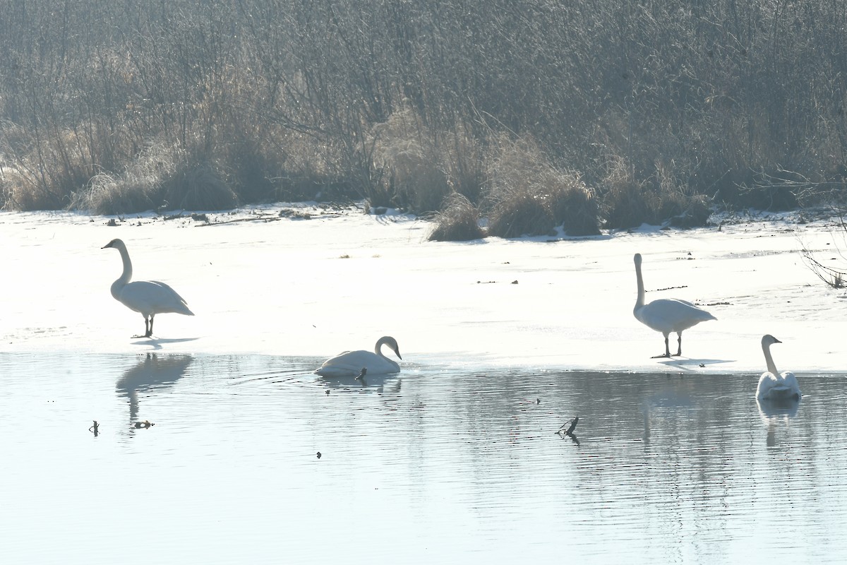 Beltxarga tronpetaria - ML615162955