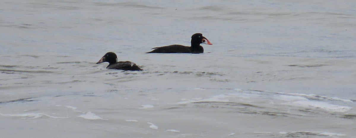 Surf Scoter - ML615162972