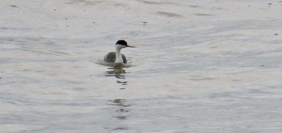 Western Grebe - ML615162979