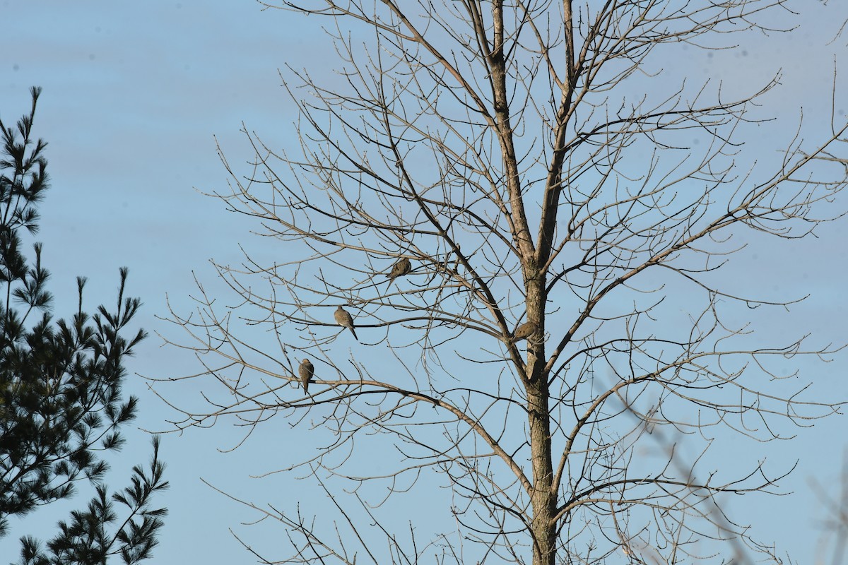 Zenaida arrunta - ML615162980