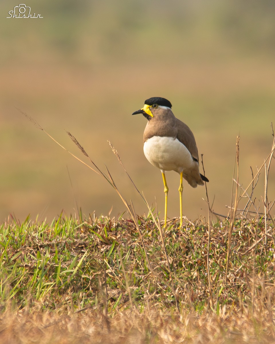 Yellow-wattled Lapwing - ML615162982