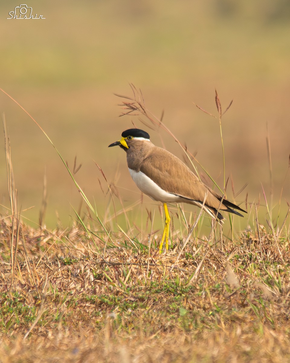 Yellow-wattled Lapwing - ML615162983