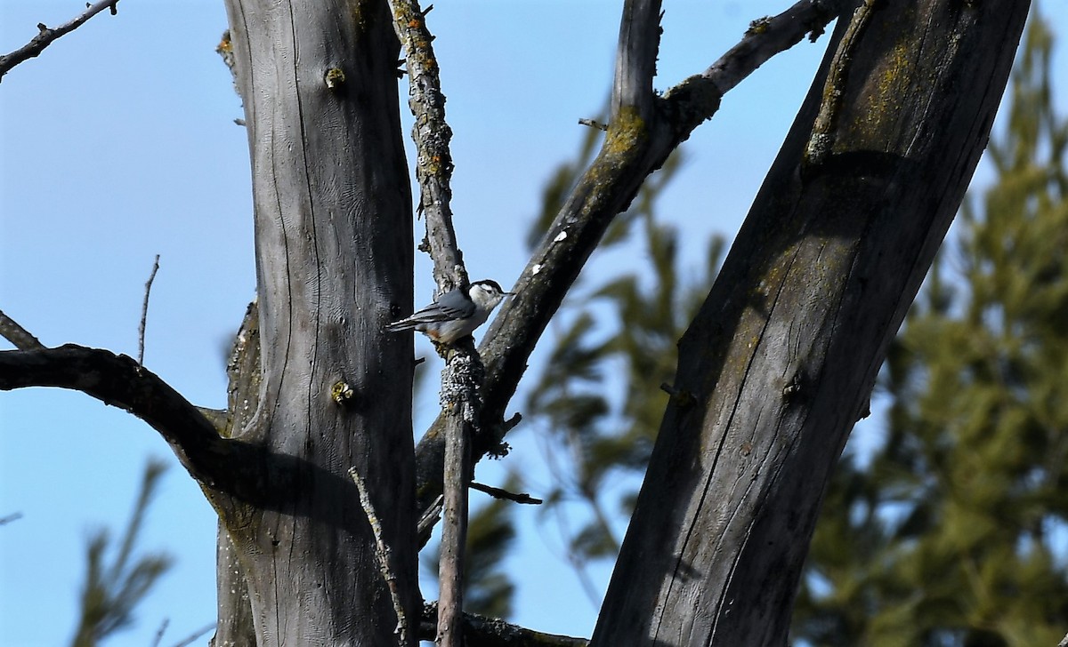 White-breasted Nuthatch - ML615163001