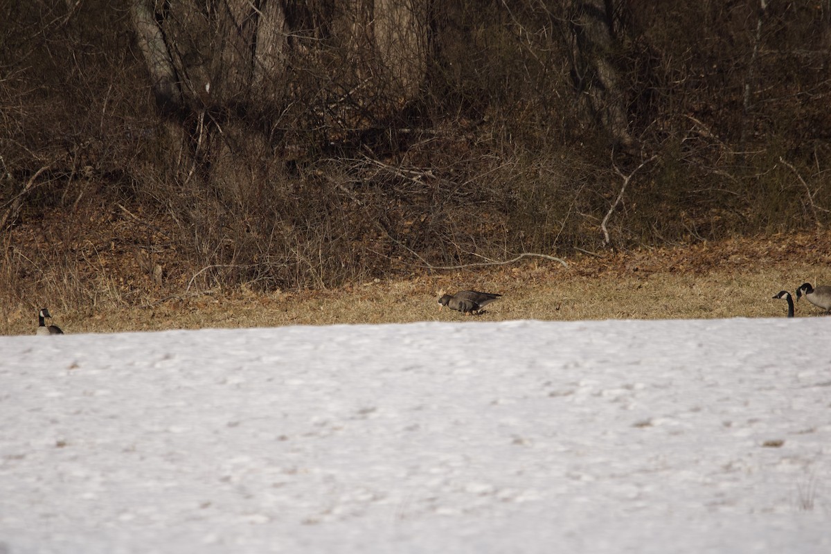 Greater White-fronted Goose - C Buchanan