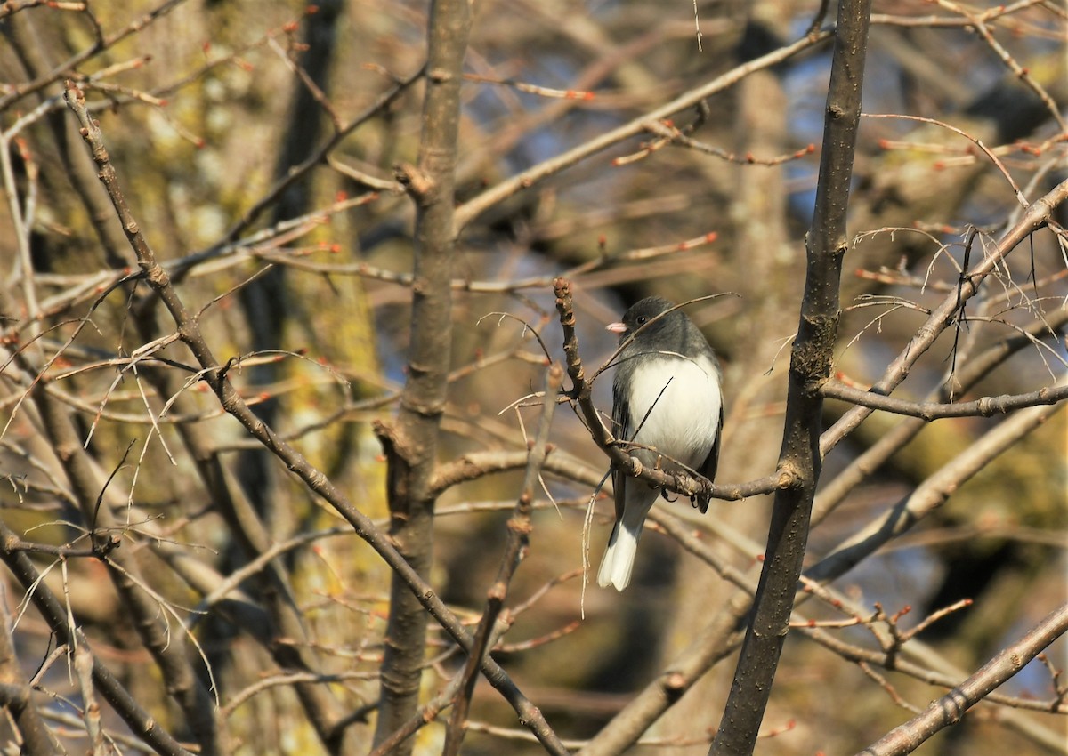 Dark-eyed Junco - ML615163038