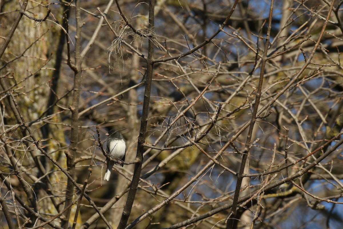 Dark-eyed Junco - ML615163039