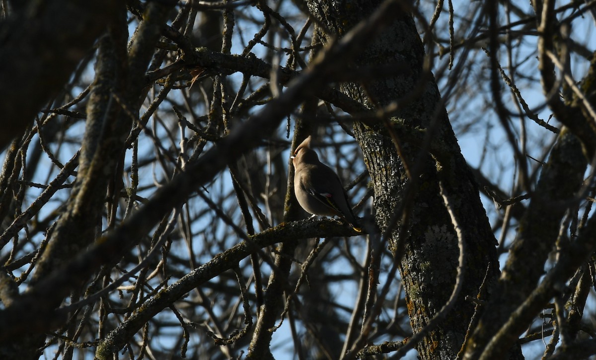 Buztanori boreala - ML615163049