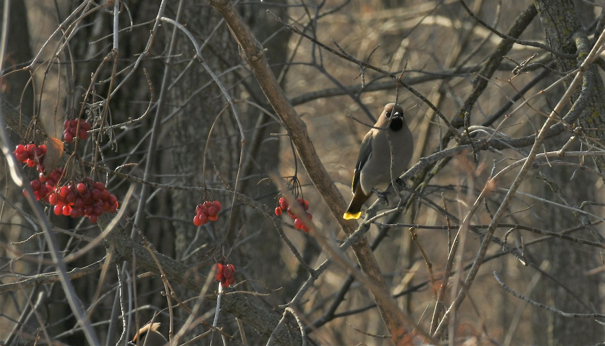 Buztanori boreala - ML615163050