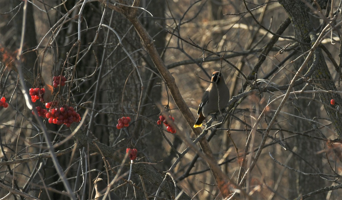 Buztanori boreala - ML615163051