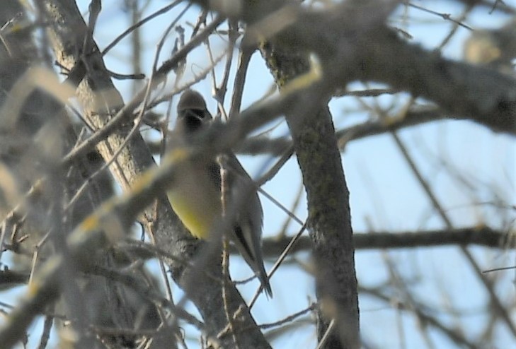 Buztanori amerikarra - ML615163058