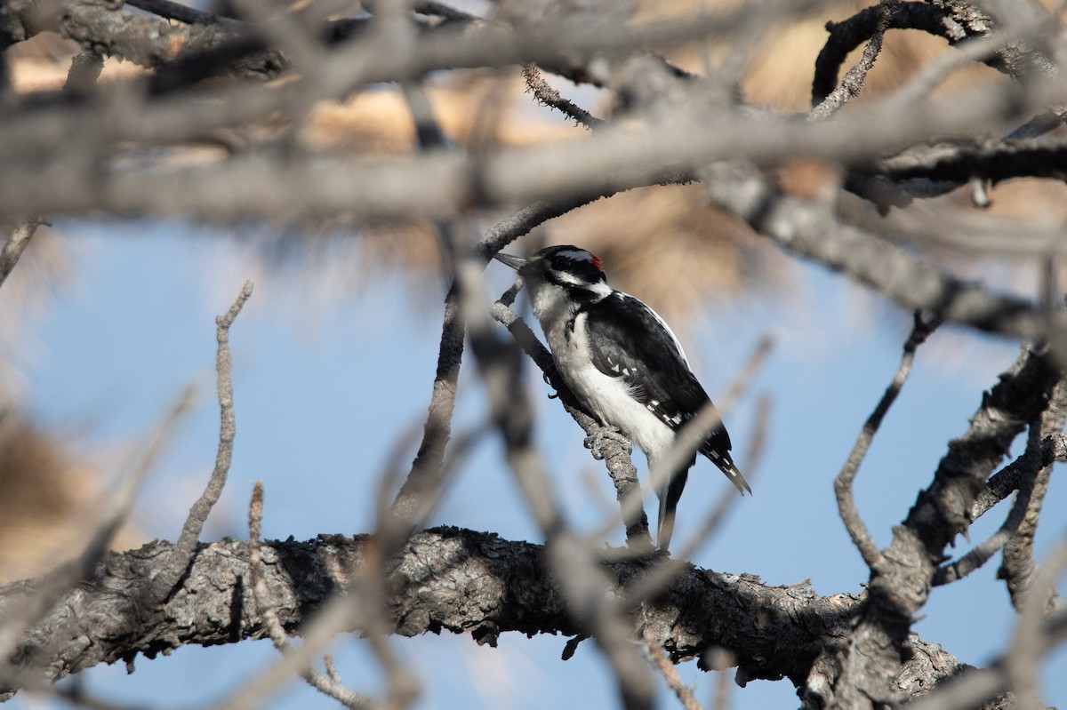 Downy Woodpecker (Rocky Mts.) - ML615163100