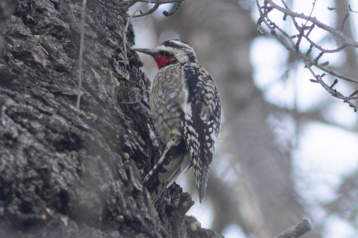 Yellow-bellied Sapsucker - ML615163154