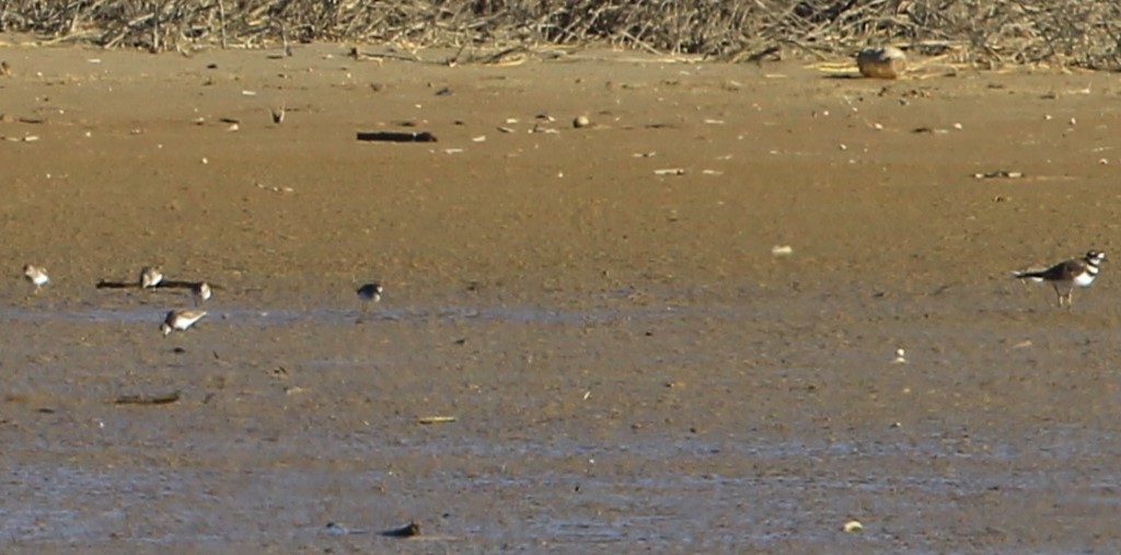 Calidris sp. (petit bécasseau sp.) - ML615163166