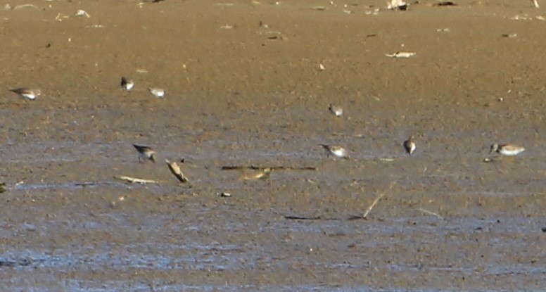 Calidris sp. (petit bécasseau sp.) - ML615163167