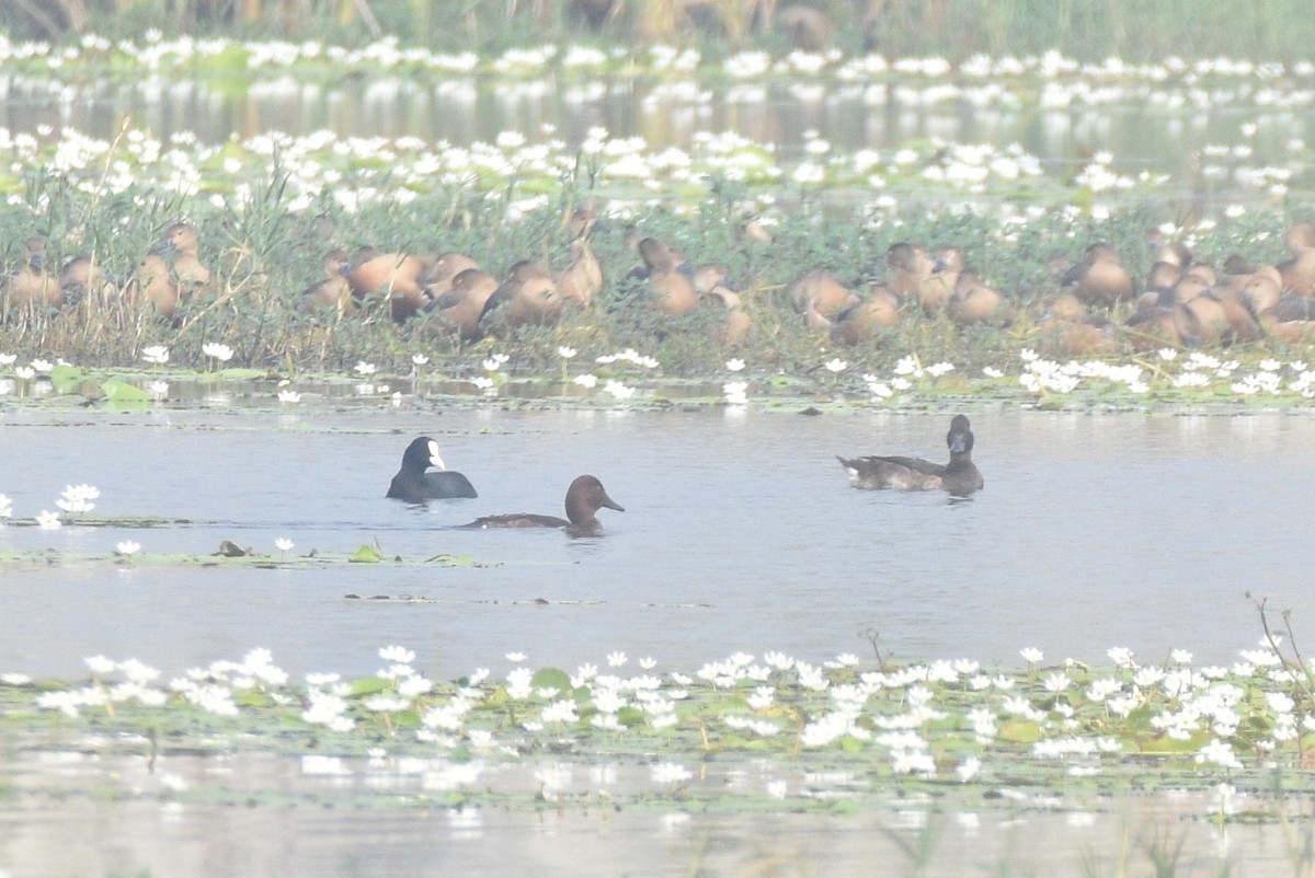 Ferruginous Duck - Srinjan Majumdar