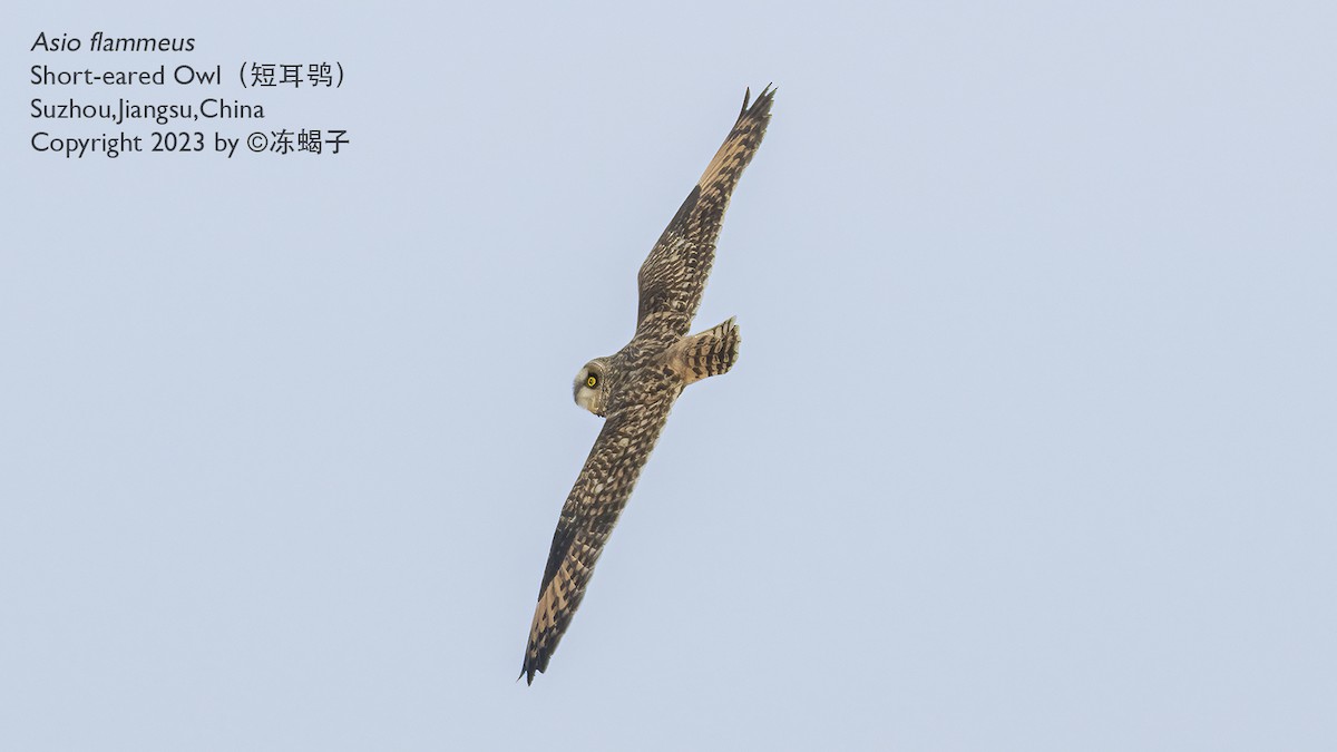Short-eared Owl - ML615163197
