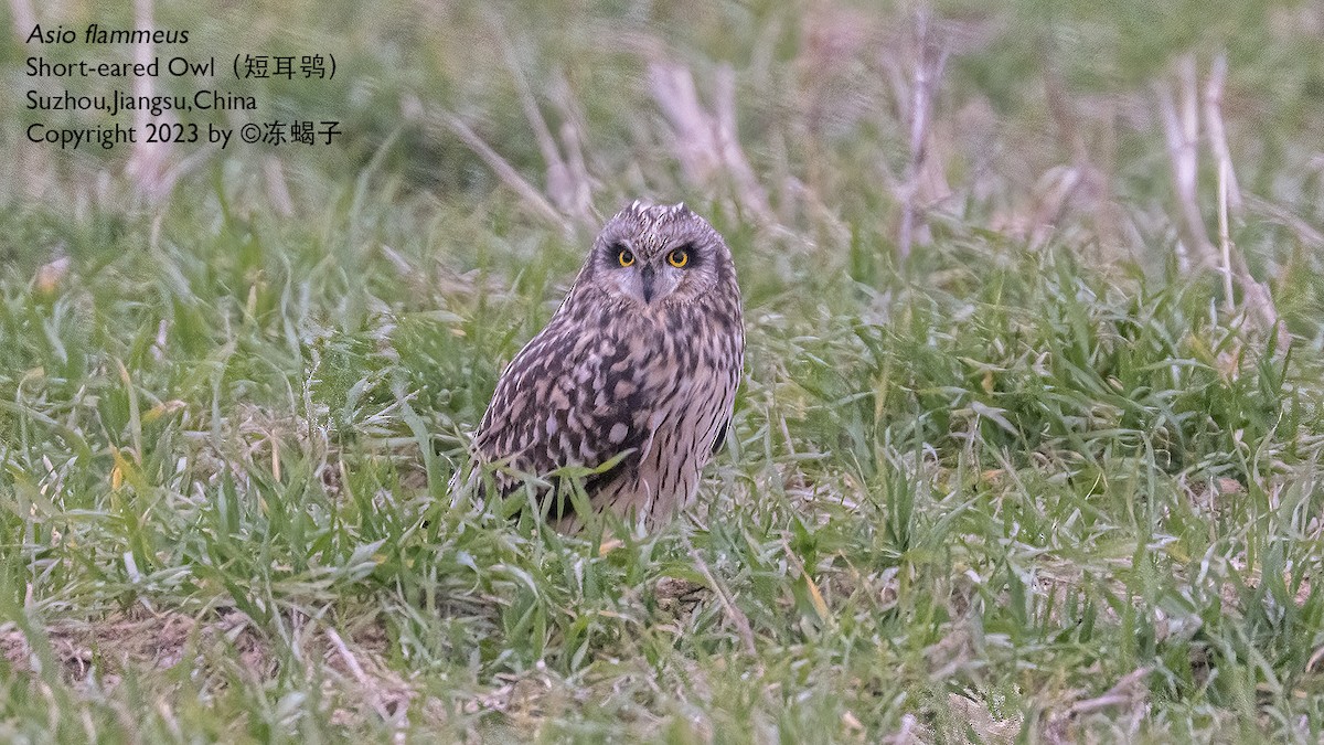 Short-eared Owl - ML615163198