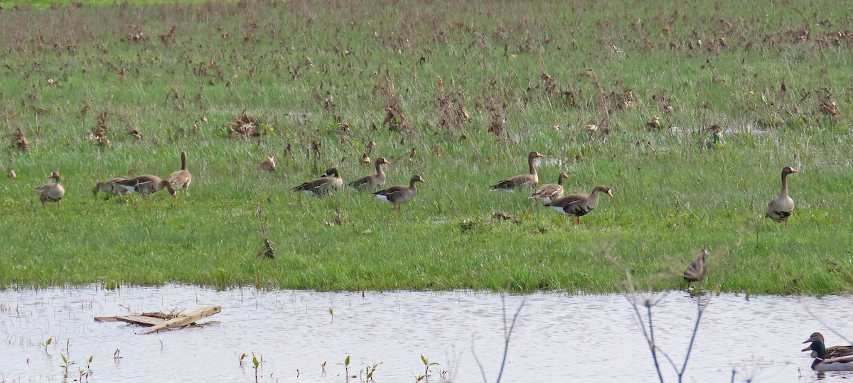 Greater White-fronted Goose - ML615163203