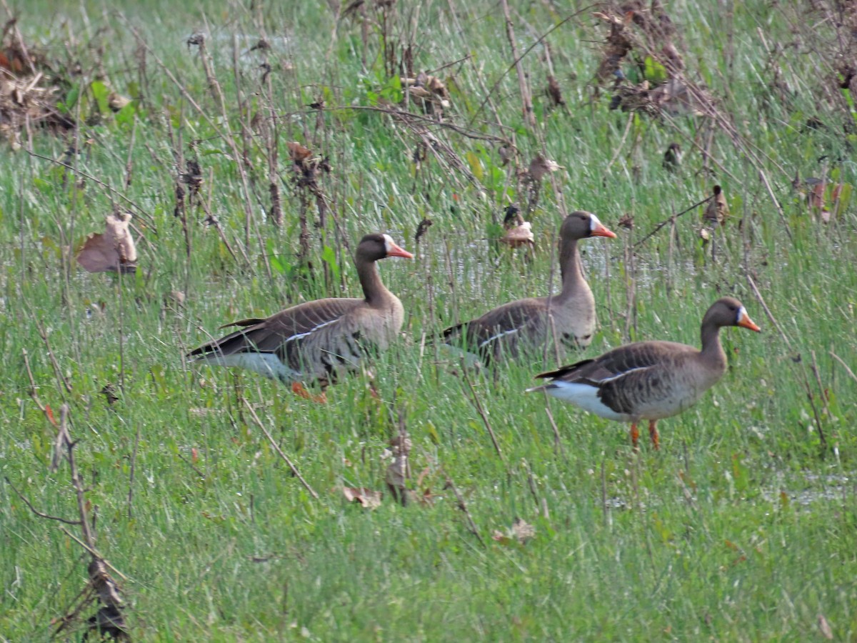 Greater White-fronted Goose - ML615163207