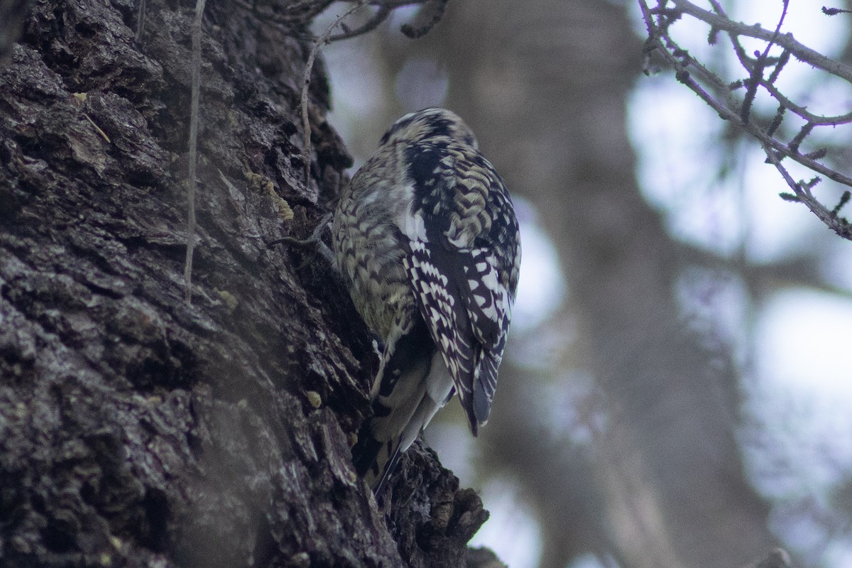 Yellow-bellied Sapsucker - ML615163220