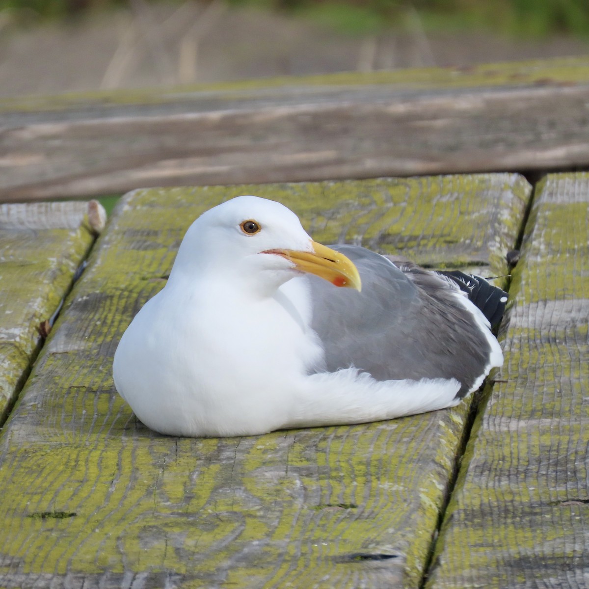 Western Gull - Richard Fleming