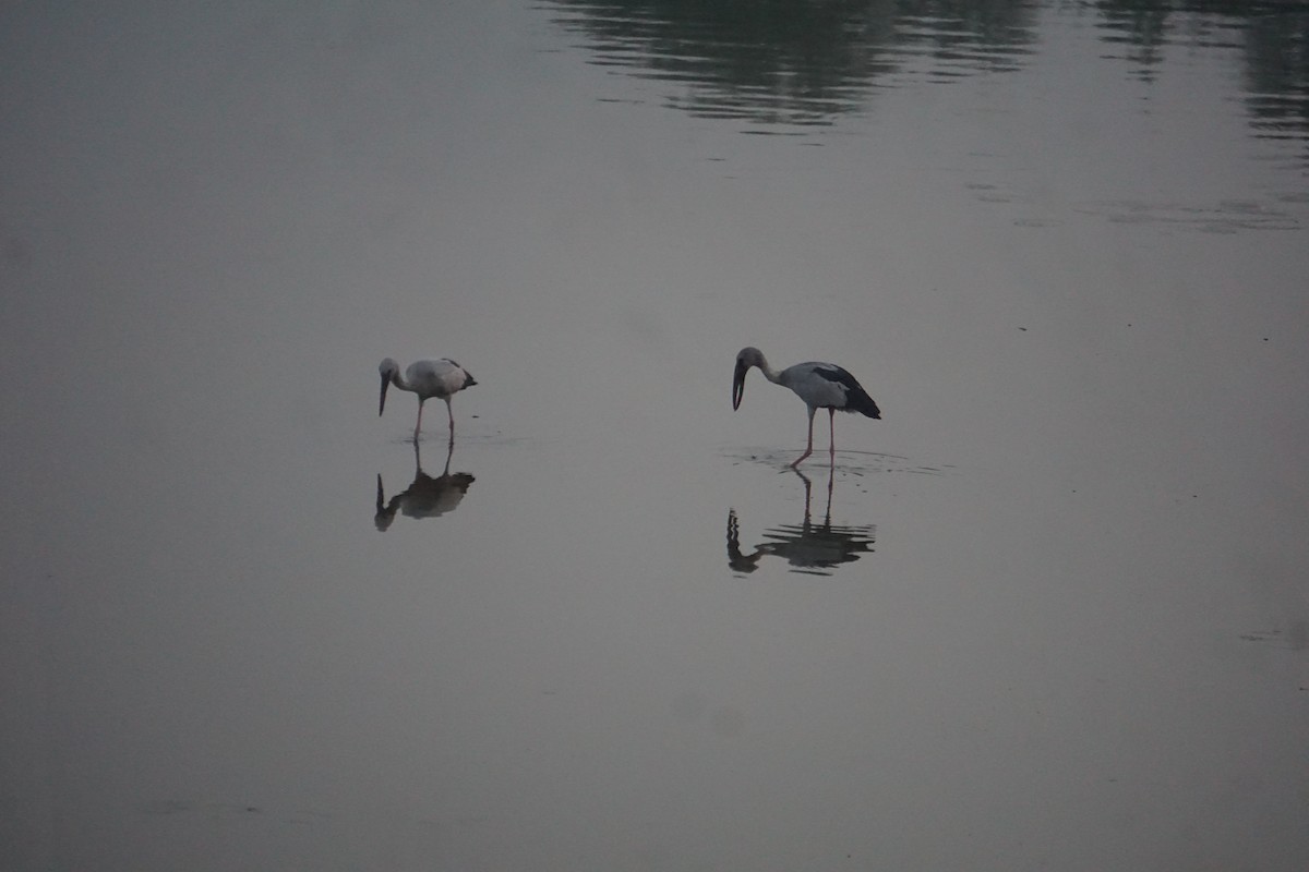 Asian Openbill - ML615163240