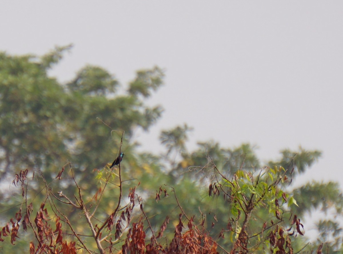 Purple Sunbird - Srinidhi Kannan