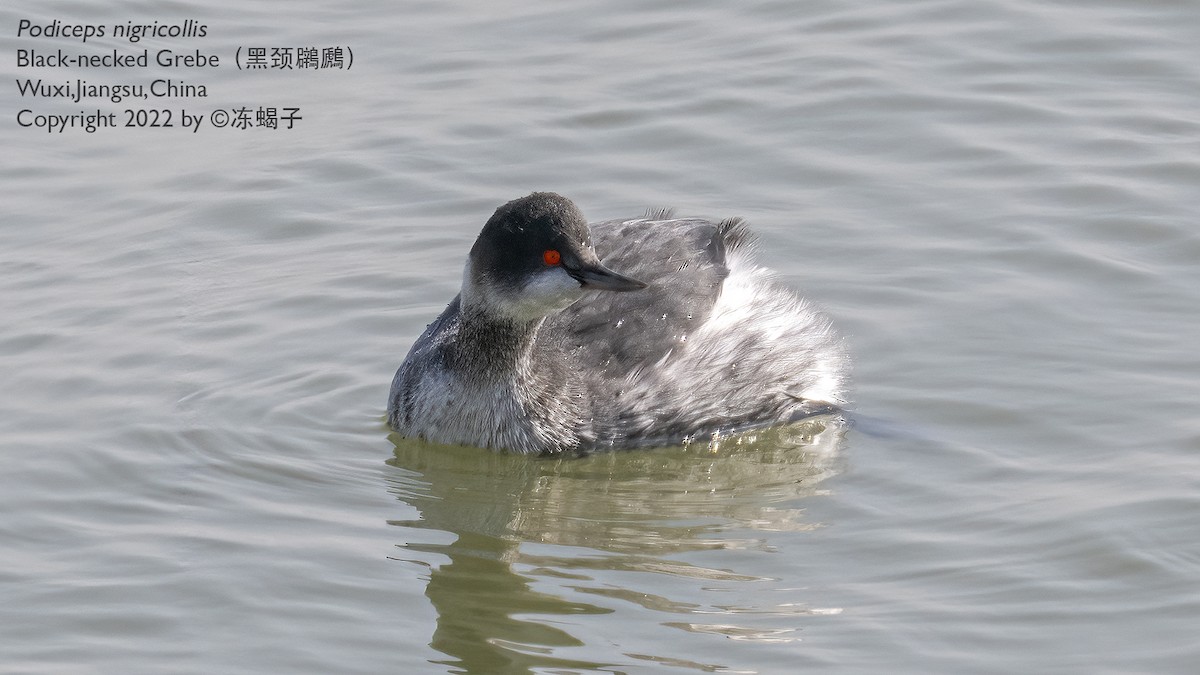 Eared Grebe - Xuelei Jiang